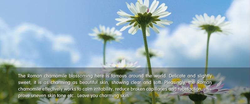Chamomile.jpg