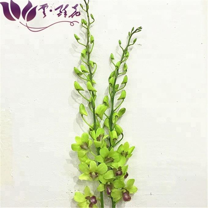 Wholesale-High-Quality-Beautiful-Orchid-Flower-Fresh (2).jpg