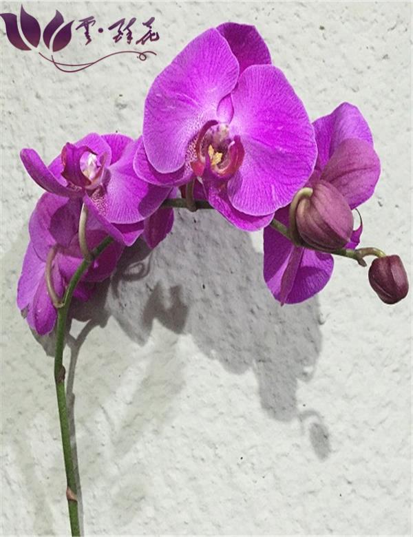 Wholesale-High-Quality-Beautiful-Orchid-Flower-Fresh (1).png