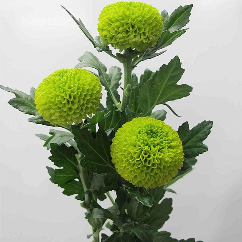 Fresh-cut-Chrysanthemums-flower (4).jpg